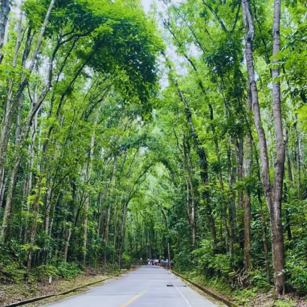 CEBU/ BOHOL 4D3N - Image 15