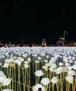 10K Roses (2)